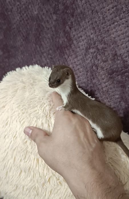 Продам маленьку Ласку