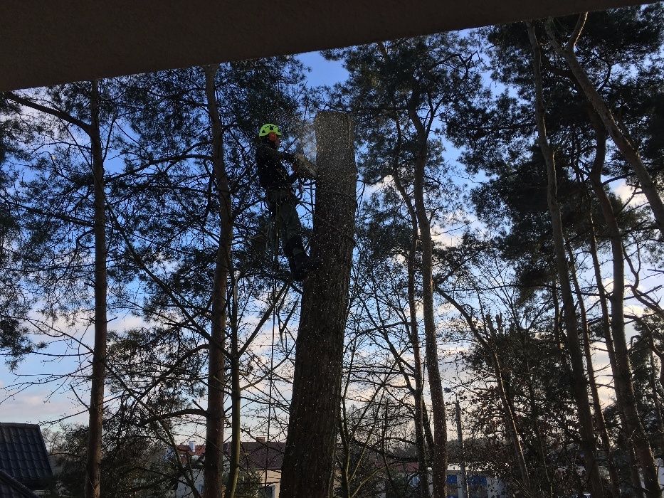 Wycinka przycinanie drzew Radzymin Ząbki wołomin kobyłka zielonka