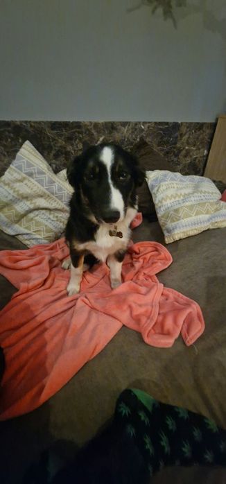 Bordel collie suczka