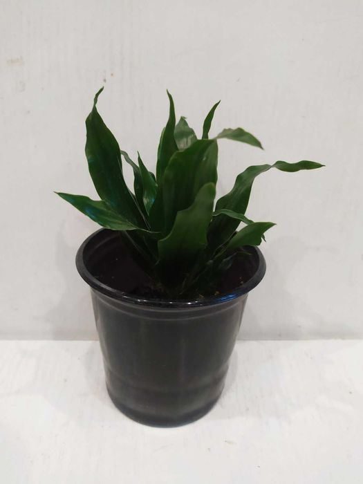 Драцена Компакта