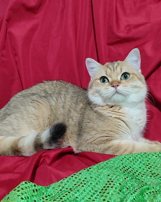 Британськая золотая шиншилла мальчик девочка