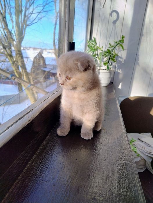 Кошенята вісловушки