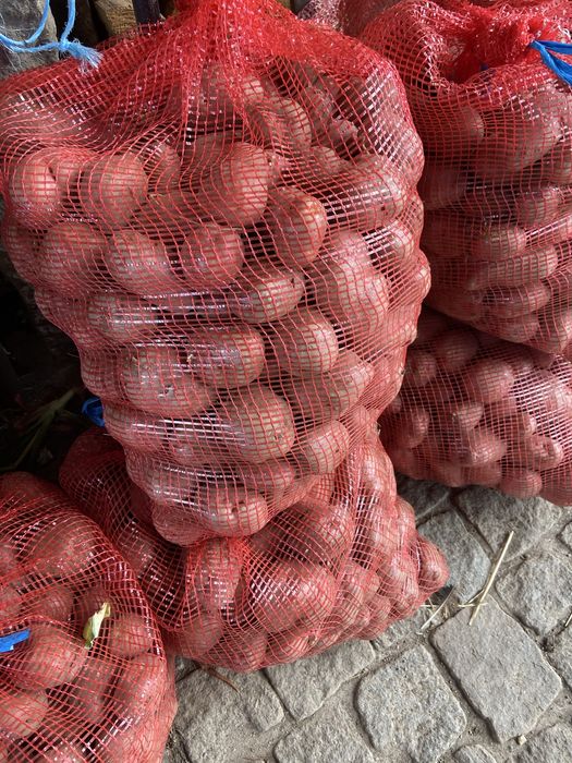 Batata nova branca
