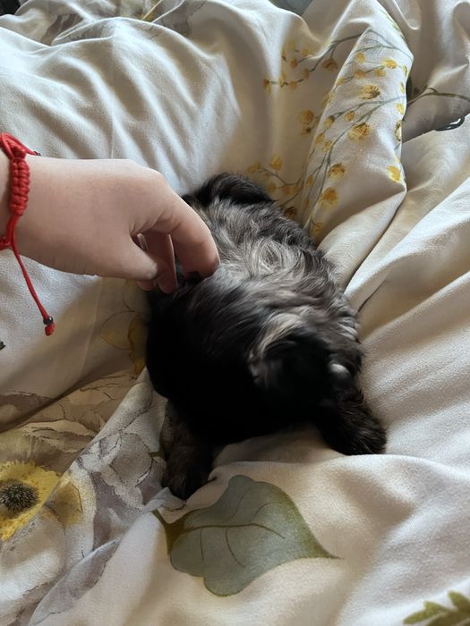 Пекінеси 2 дівчинки