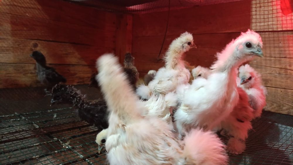 Pintos sedosos
Com 3 semanas, não fazemos entregas 
Cada ave 15€