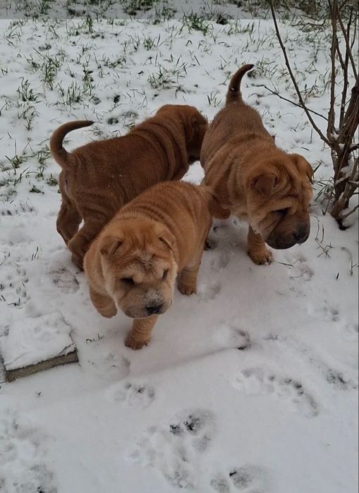 Продаються шарпейчики в хороші руки