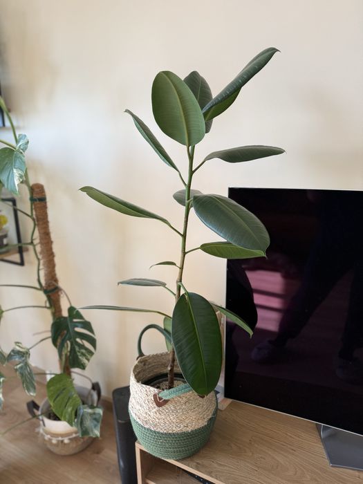 Fikus sprężysty (figowiec)