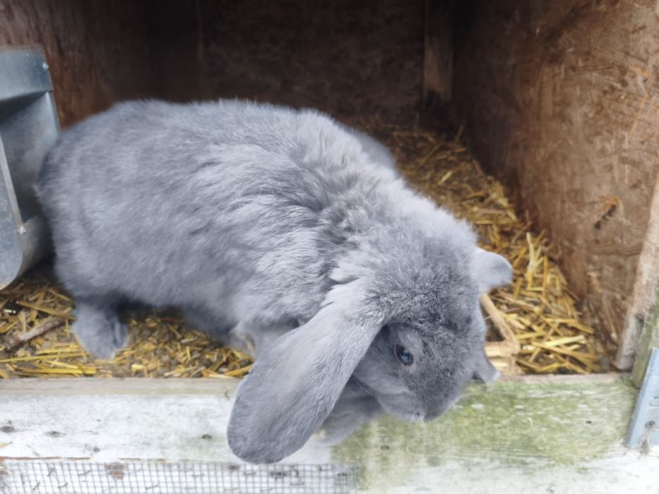 Króliki – zdrowe, domowe, eko karmione do dalszego chowu