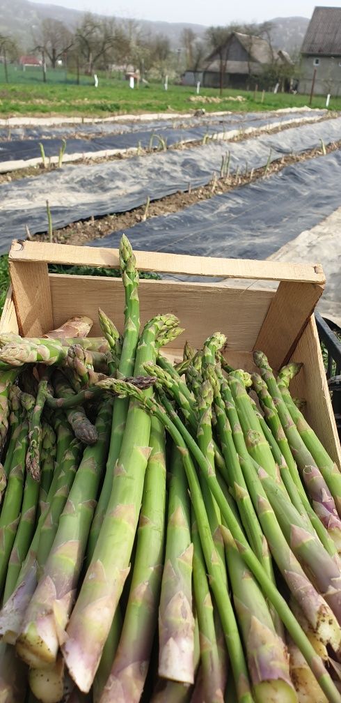 Еко спаржа, 100 % вже в продажі: 350 грн. - Продукти харчування / напої ...
