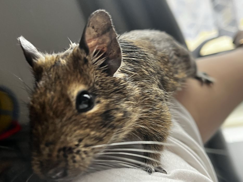 Oddam pilnie koszatnika !!