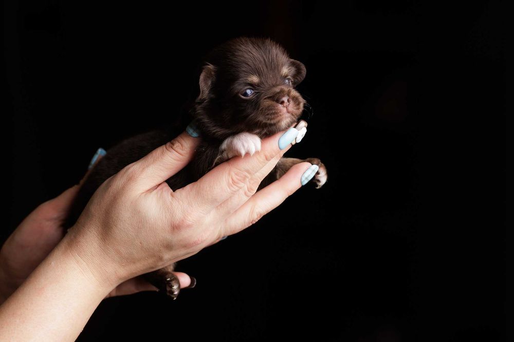 Chihuahua* Czekoladowy chłopczyk długowłosy