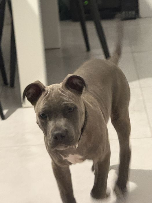 American Staffordshire Terrier