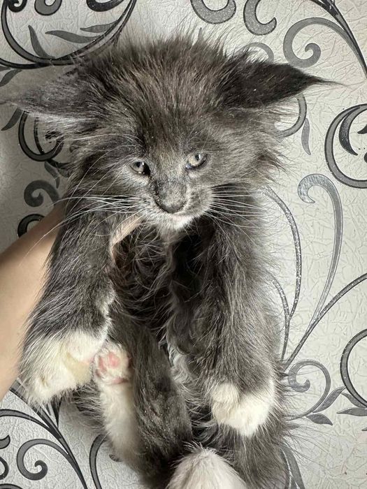 Мейн-кун неймовірної краси  дівчинка