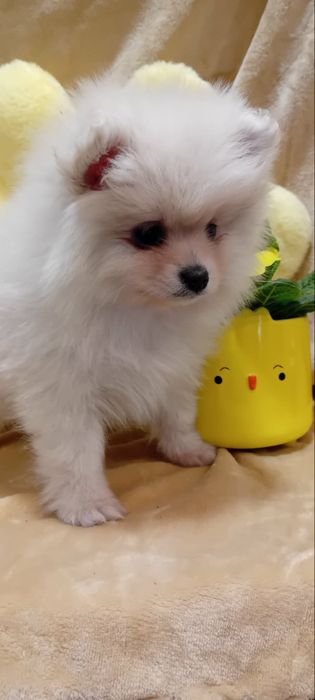 Szpic miniaturowy Pomeranian Suczka