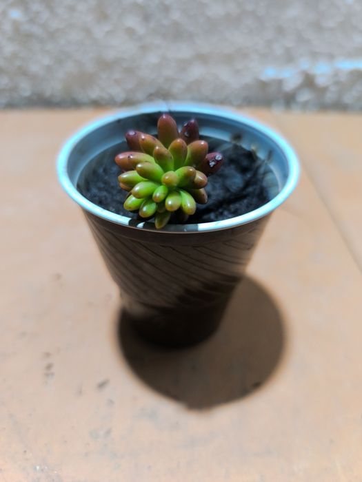 Suculentas em vaso 3