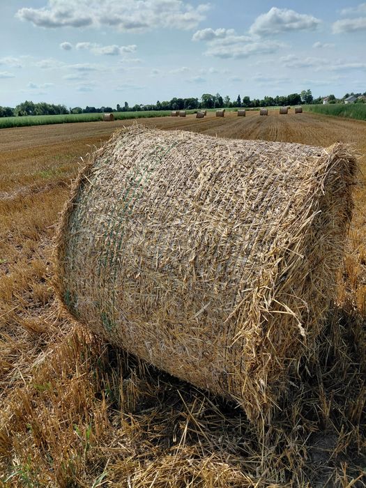Продам тюки соломи пшеничні