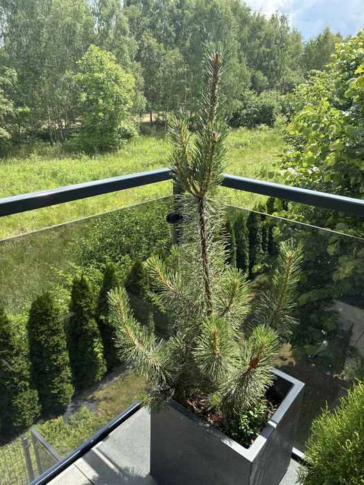 Sosna drzewko około 150 cm 3 letnie
