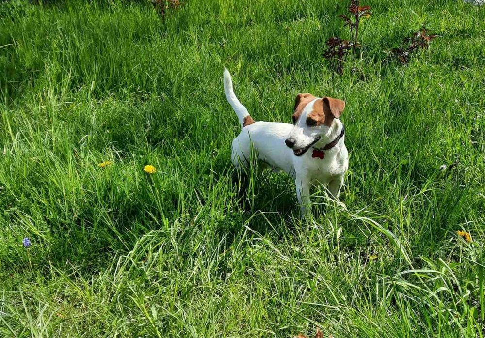 В'язка Джек Рассел