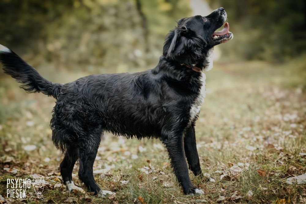 Piękny, młody i energiczny Ringo szuka domu!