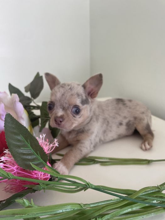 Chihuahua  femea   excelente merle chocolate