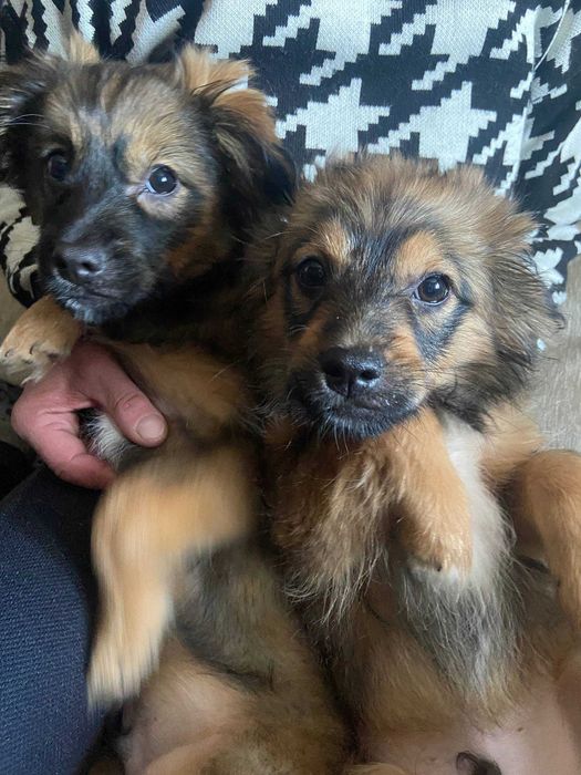 Віддамо в добрі руки собачок