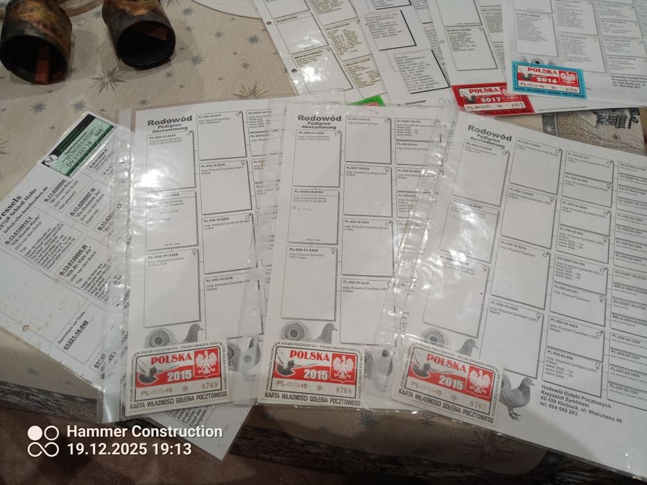 Młode pocztowe przelotowa z konkursami