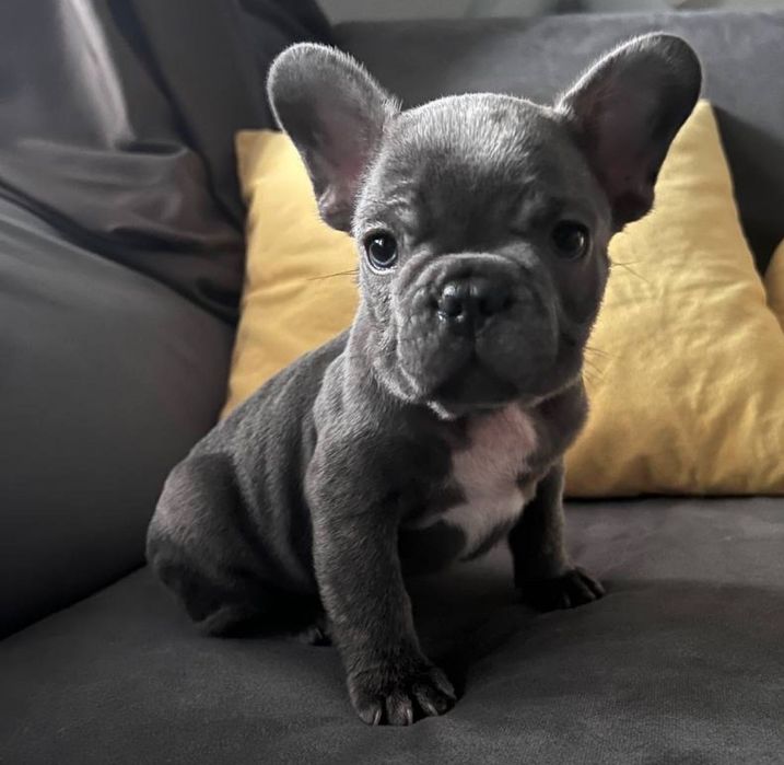 Бронювання лілового та блакитного окраса у Харкові