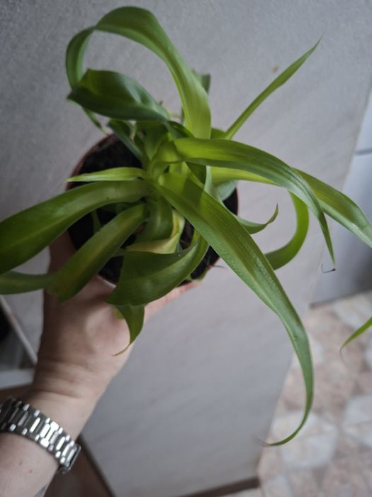 Хлорофітум Боні Грін