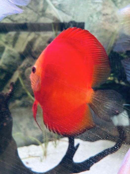 Discu Red Melon 11/12cm
