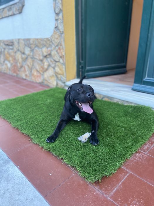 Pet sitting e dog walking519404132720988163