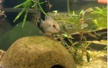 ciclideo joia super red \ hemichromis exsul 3-4cm