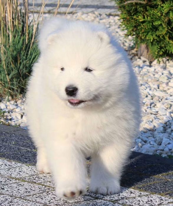 Szczenie samojed samoyed suczka ZKwP FCI