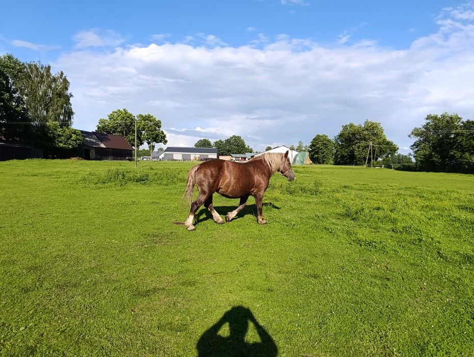 Klacz zimnokrwista
