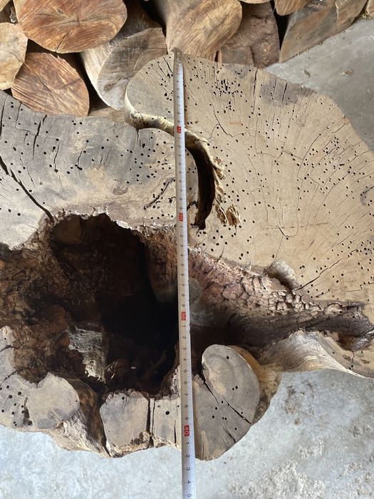 Tronco de figueira + de 300 anos