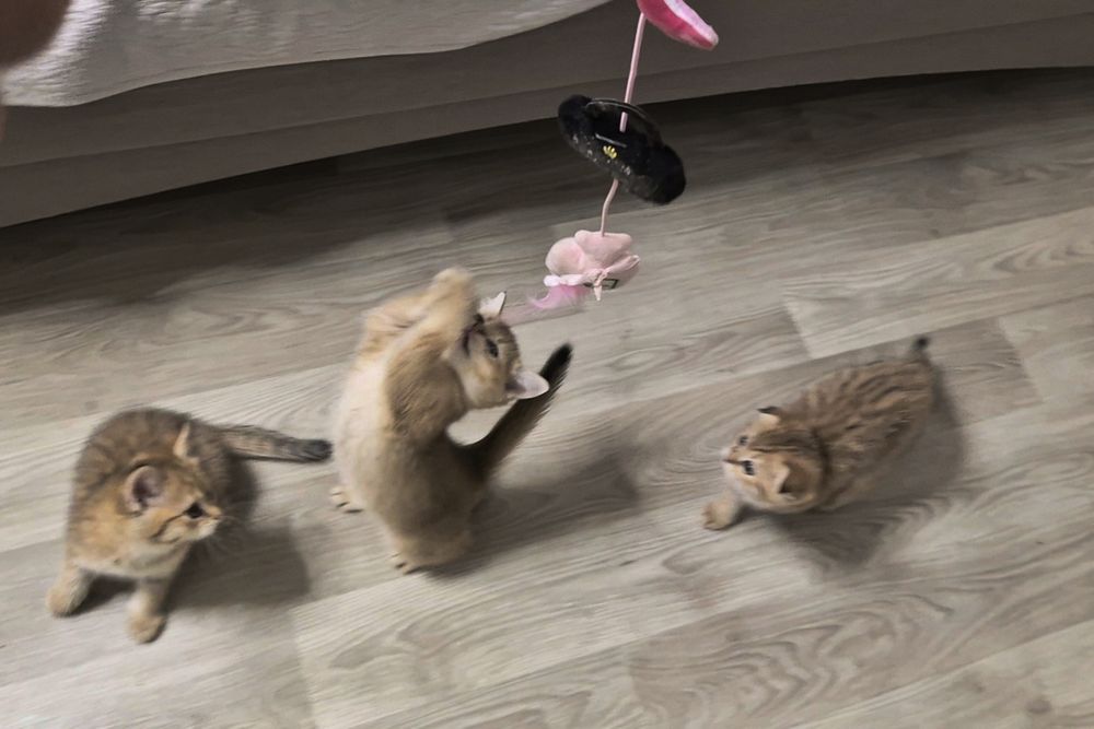 Вислоухие и прямоухие шотландские котята, девочки и мальчик