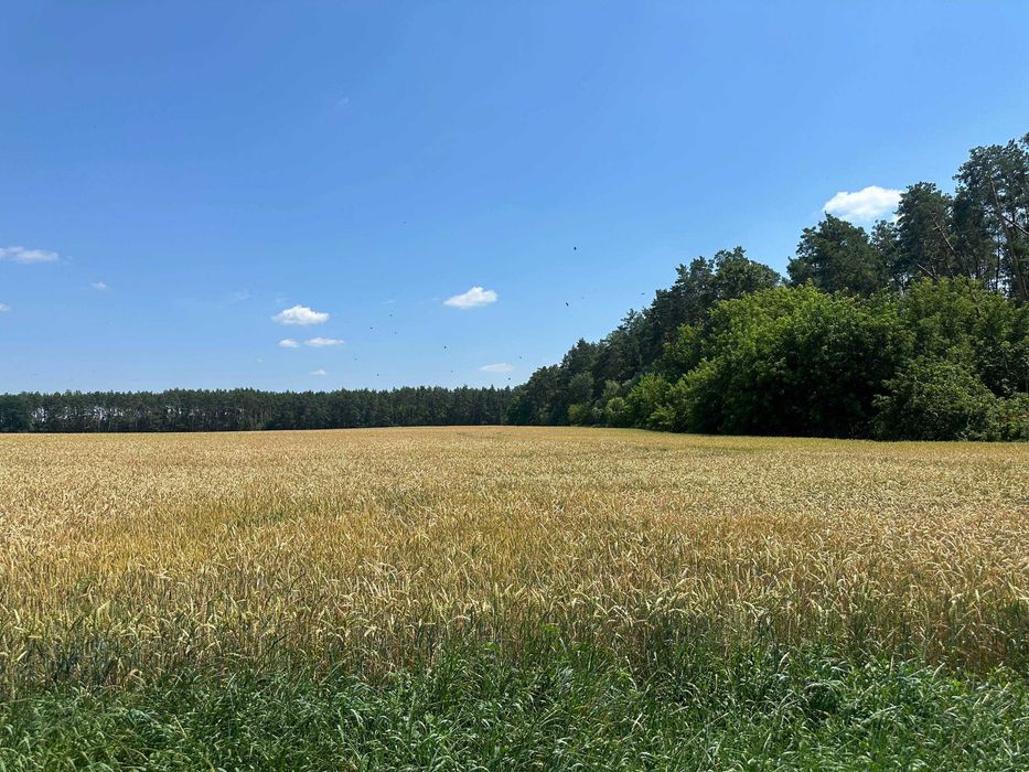 Продаж 335 соток біля лісу