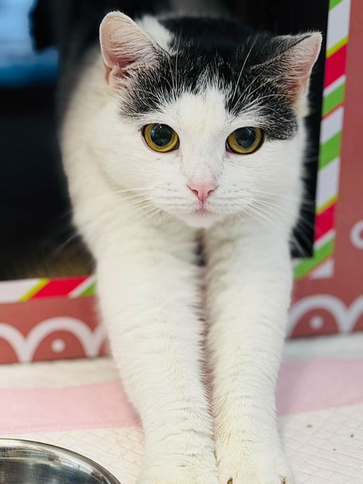 Koteczka do pilnej adopcji