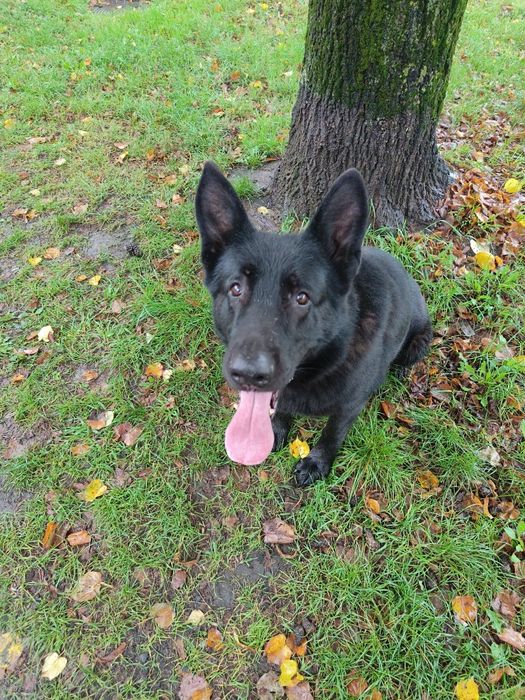 Вигул собак у місті Львів та області