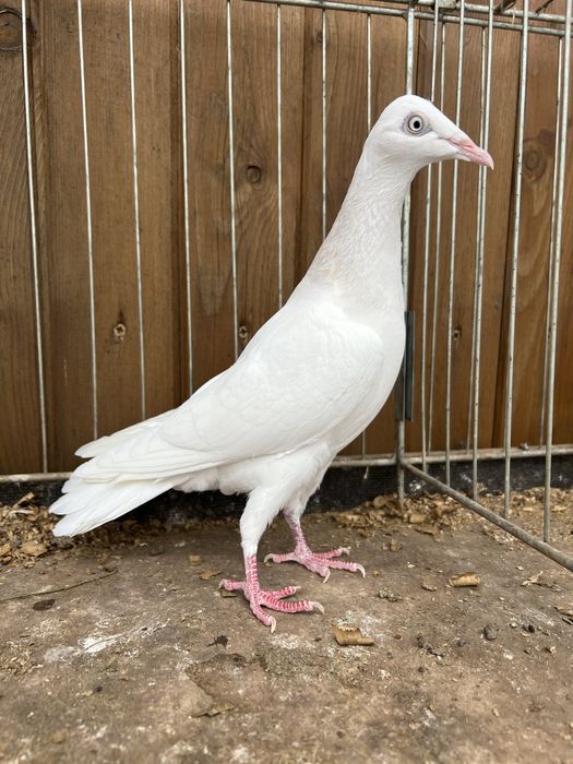 Golebie Ozdobne/Samiczka Masłowa