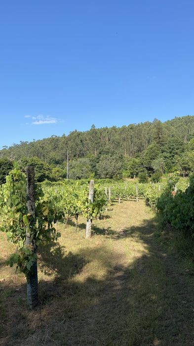 Vinhas Loureiro em Produção