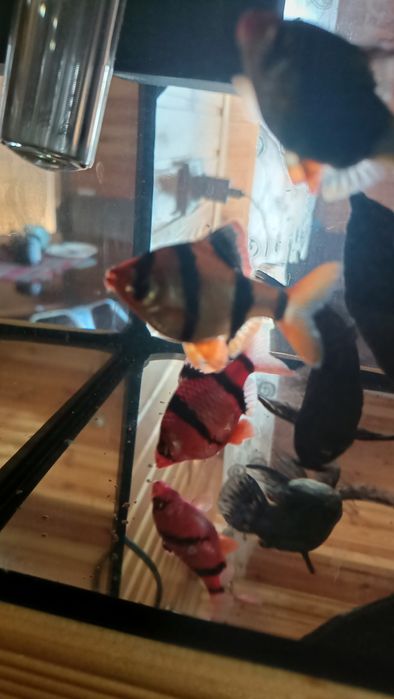 Акваріум продам на