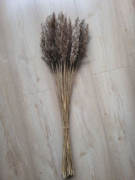 trzcina do prac plastycznych, palm, wianków, trawy, świeże bazie