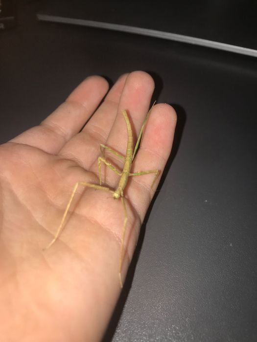 Młode patyczaki Rogate za darmo