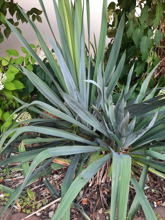 Yuka ogrodowa ładne sadzonki