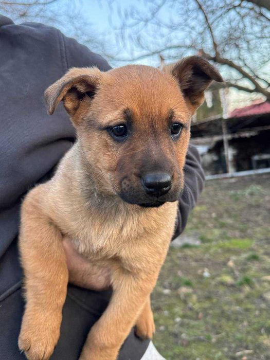 Боевая девочка-щенок Амбер