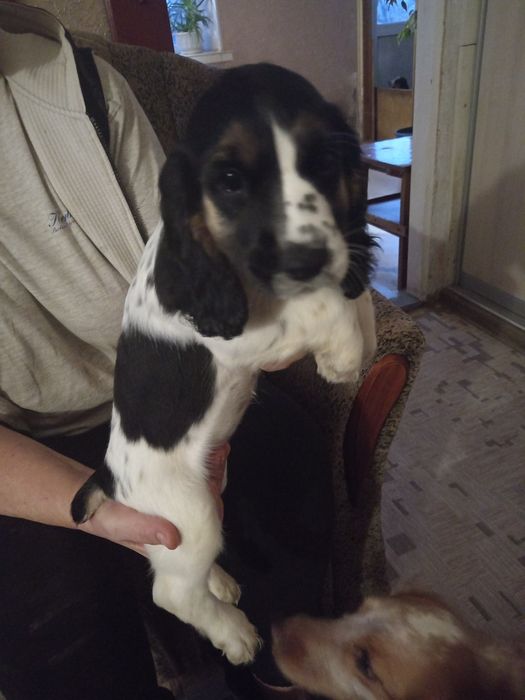 Русский спаниель