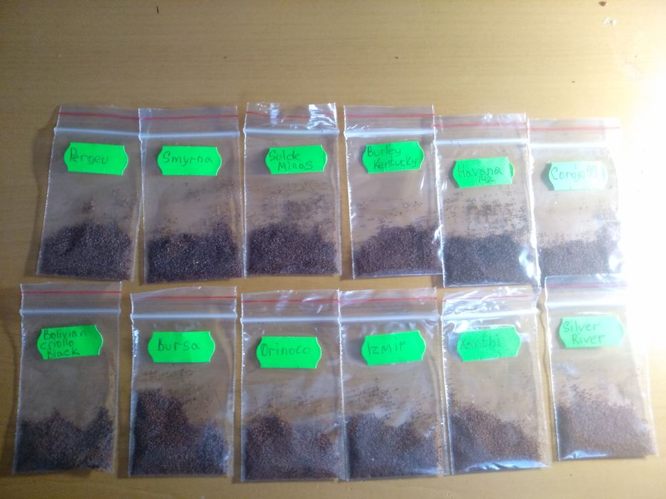 Насіння тютюну 82 сортів семена табака