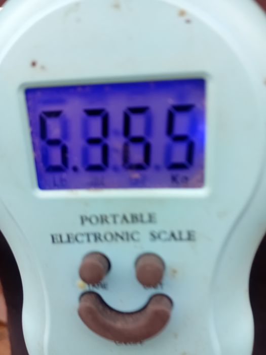 Кролі сірий великан