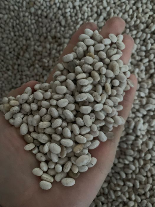 Продам Квасолю Nevi Beans ОПТ! Торг