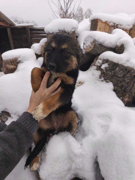 Цуценята в добрі руки